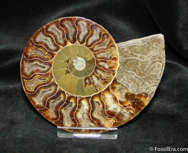 Inch Wide Cleoniceras Ammonite (Half) #883